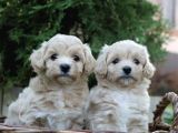 Dizayn Irk Sevimli Maltipoo Yavrular