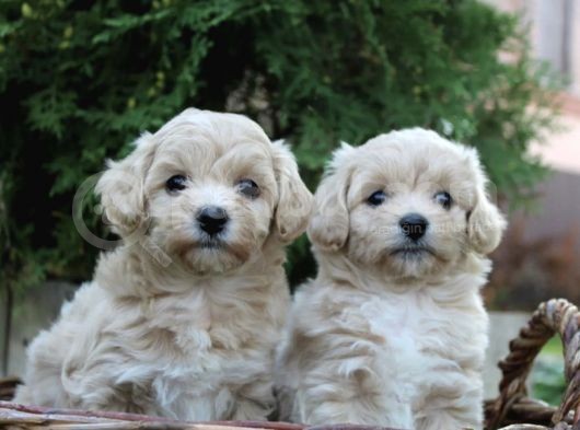 Dizayn Irk Sevimli Maltipoo Yavrular görsel