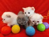 5 Adet 1 Aylık Scottish Fold Ve British Short Hair Yavrularımız Yeni Ailelerini Bekliyor