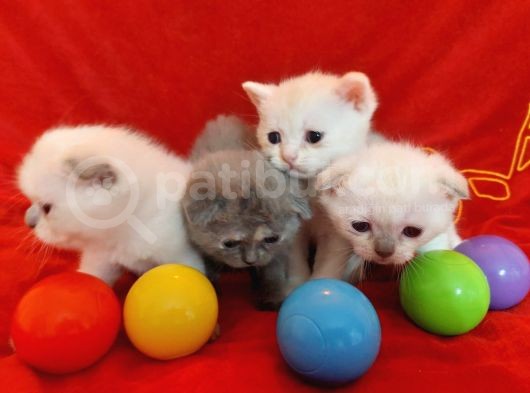 5 Adet 1 Aylık Scottish Fold Ve British Short Hair Yavrularımız Yeni Ailelerini Bekliyor