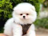 Safkan Pomeranian Boo Yavrularımız
