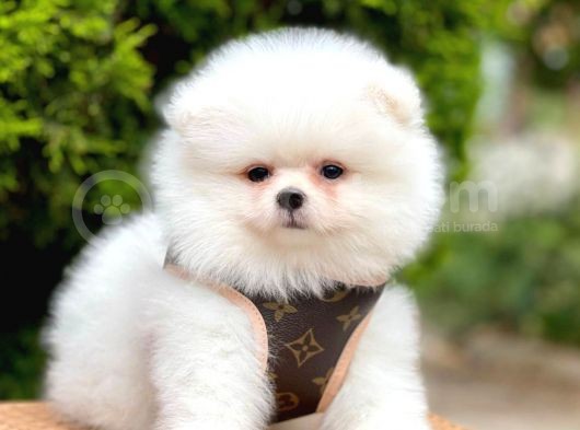 Safkan Pomeranian Boo Yavrularımız