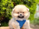 Safkan Pomeranian Boo Yavrularımız