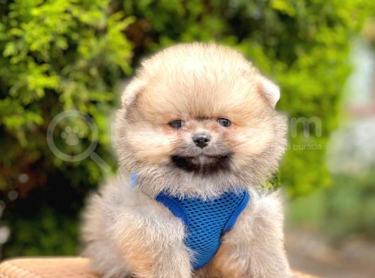 Safkan Pomeranian Boo Yavrularımız görsel