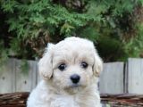 Dizayn Irk Sevimli Maltipoo Yavrular