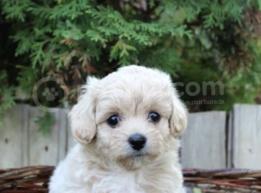 Dizayn Irk Sevimli Maltipoo Yavrular görsel