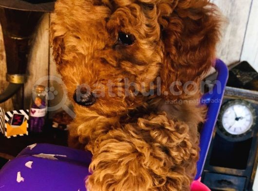 Safkan Toypoodle görsel