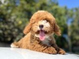 Red Orji̇nal Malti̇poo Bebeği̇mi̇z A Kali̇te