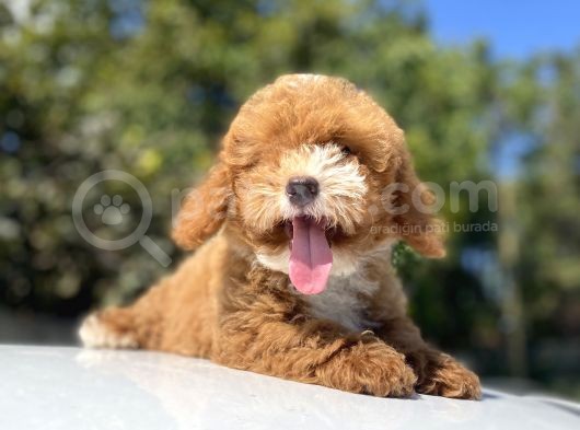 Red Orji̇nal Malti̇poo Bebeği̇mi̇z A Kali̇te