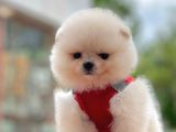 Ayıcık Surat Boo Pomeranian Yavrular