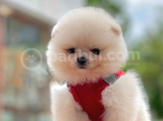Ayıcık Surat Boo Pomeranian Yavrular görsel