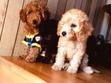 Safkan Toypoodle