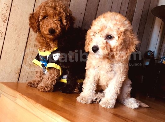 Safkan Toypoodle