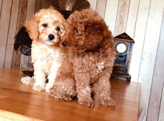 Safkan Toypoodle görsel