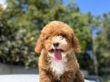 Red Orji̇nal Malti̇poo Bebeği̇mi̇z A Kali̇te