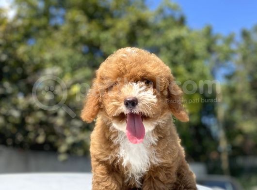 Red Orji̇nal Malti̇poo Bebeği̇mi̇z A Kali̇te görsel