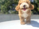 Bi̇r Çok Seçenek İle Malti̇poo Bebekler