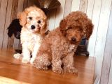 Safkan Toypoodle