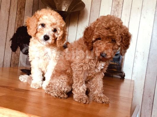 Safkan Toypoodle görsel