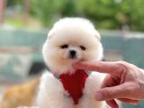 Ayıcık Surat Boo Pomeranian Yavrular