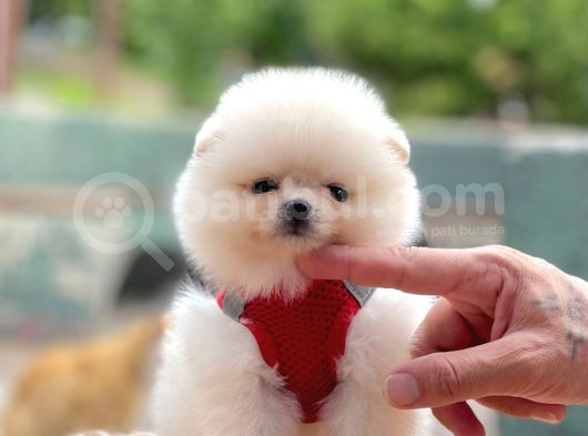 Ayıcık Surat Boo Pomeranian Yavrular görsel