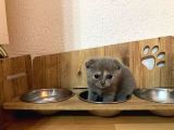 5 Adet 1 Aylık Scottish Fold Ve British Short Hair Yavrularımız Yeni Ailelerini Bekliyor