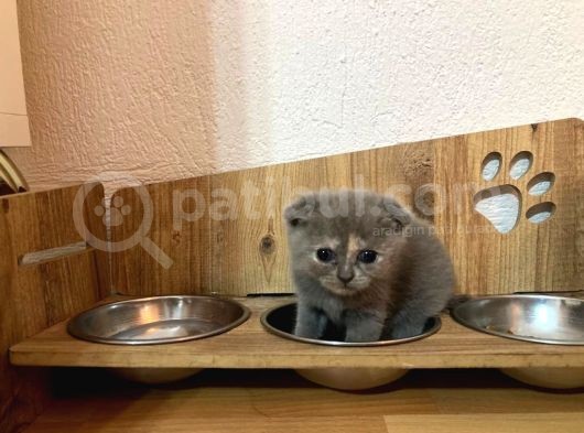 5 Adet 1 Aylık Scottish Fold Ve British Short Hair Yavrularımız Yeni Ailelerini Bekliyor görsel