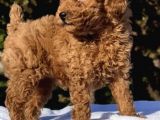 Red Brown Oyuncak Toy Poodle Yavrular