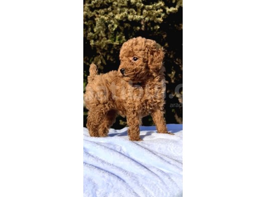 Red Brown Oyuncak Toy Poodle Yavrular görsel