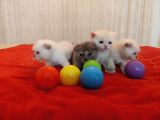 5 Adet 1 Aylık Scottish Fold Ve British Short Hair Yavrularımız Yeni Ailelerini Bekliyor