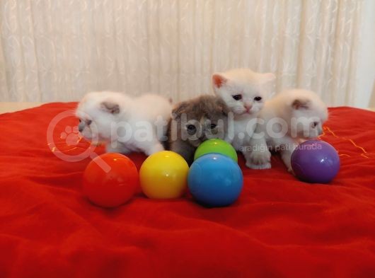 5 Adet 1 Aylık Scottish Fold Ve British Short Hair Yavrularımız Yeni Ailelerini Bekliyor görsel