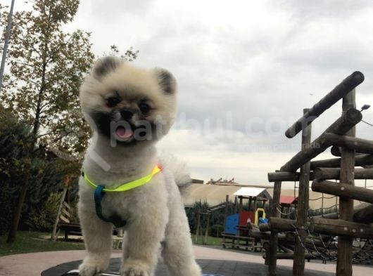 Ayi Surat Pomeri̇an Leo görsel