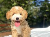 Party Colour Özel Renk Poodle Bebeği̇mi̇z