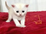 5 Adet 1 Aylık Scottish Fold Ve British Short Hair Yavrularımız Yeni Ailelerini Bekliyor