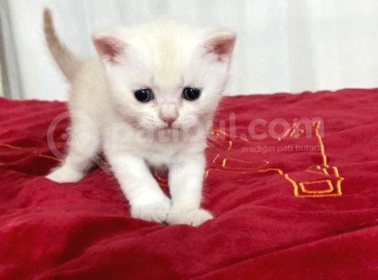 5 Adet 1 Aylık Scottish Fold Ve British Short Hair Yavrularımız Yeni Ailelerini Bekliyor görsel