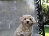 Dizayn Irk Sevimli Maltipoo Yavrular