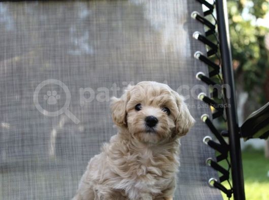 Dizayn Irk Sevimli Maltipoo Yavrular görsel