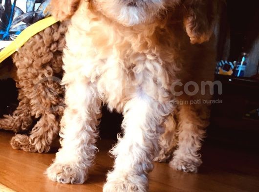Safkan Toypoodle görsel