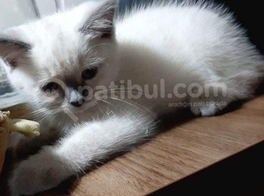 Sağlıklı Yavrular görsel