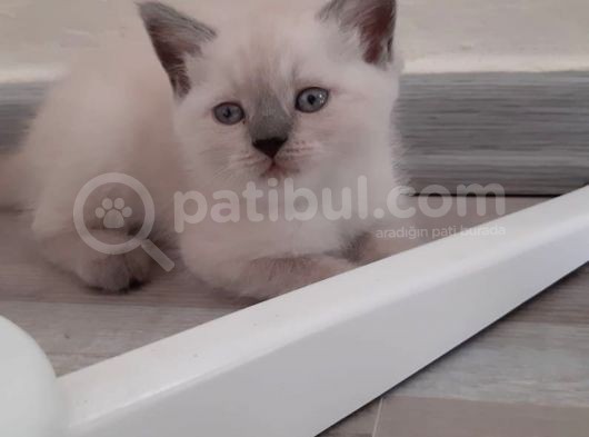 Sağlıklı Yavrular görsel