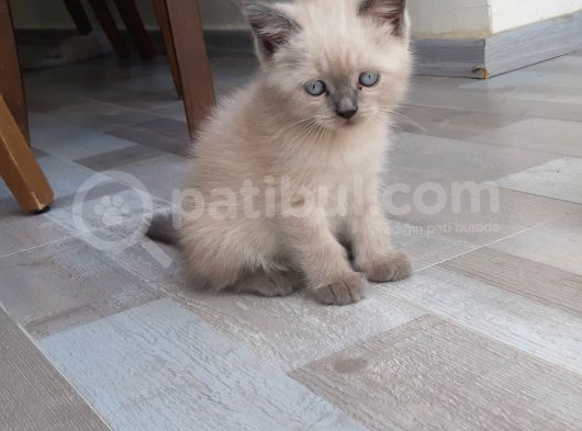 Sağlıklı Yavrular görsel
