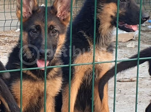 Scr Li Anne Babanın Scr Li Muhteşem Yavrulari görsel