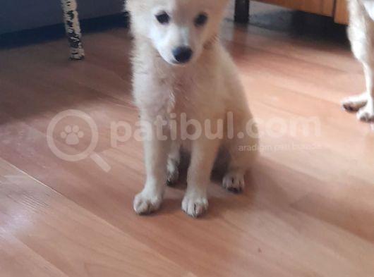Spitz Bebeklerimiz görsel