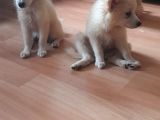 Spitz Bebeklerimiz