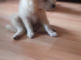 Spitz Bebeklerimiz