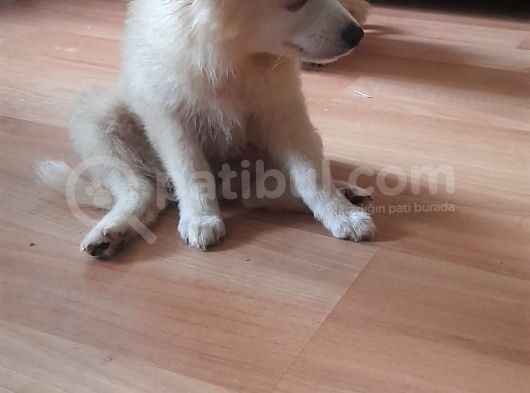 Spitz Bebeklerimiz