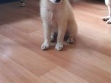 Spitz Bebeklerimiz
