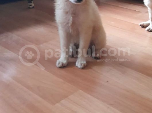 Spitz Bebeklerimiz görsel