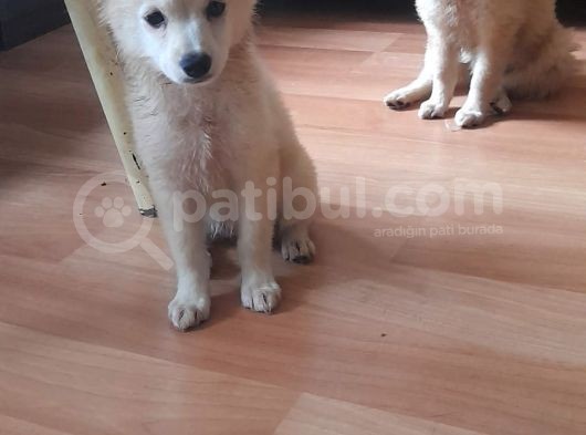 Spitz Bebeklerimiz görsel