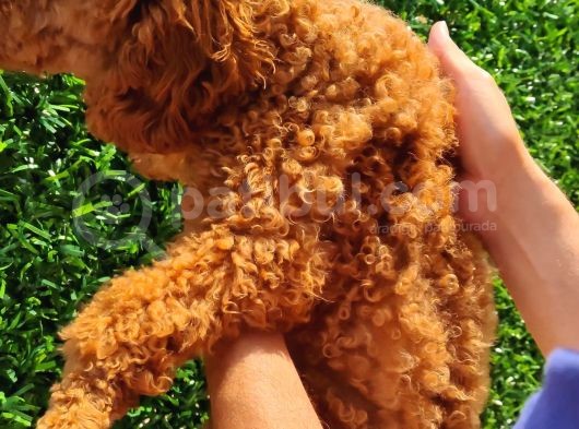 Türkiye'Nin En Koyu Toy Yetiskin Erkeği Dikili Doğ House görsel